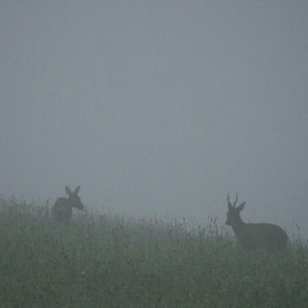 Kleine Villa Im Wilden Garten Gummersbach Dış mekan fotoğraf
