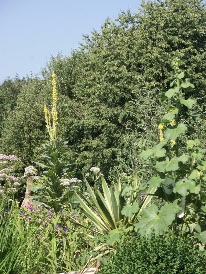 Kleine Villa Im Wilden Garten Gummersbach Dış mekan fotoğraf