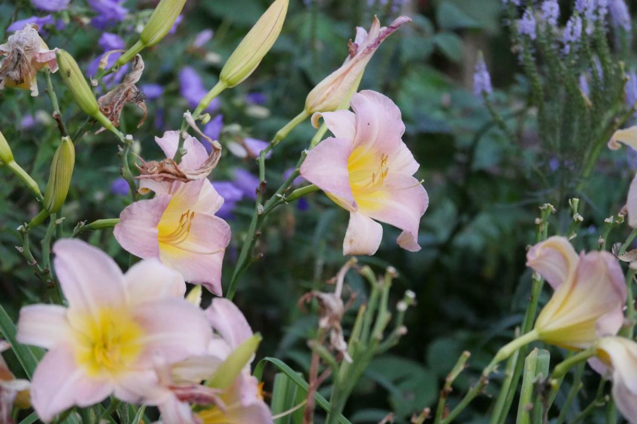 Kleine Villa Im Wilden Garten Gummersbach Dış mekan fotoğraf